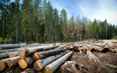 Reclaimed Wood Could Save Forests 