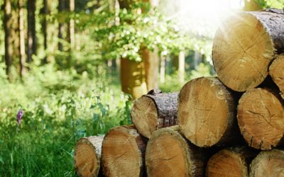 Reducing Your Ecological Footprint with Reclaimed Wood